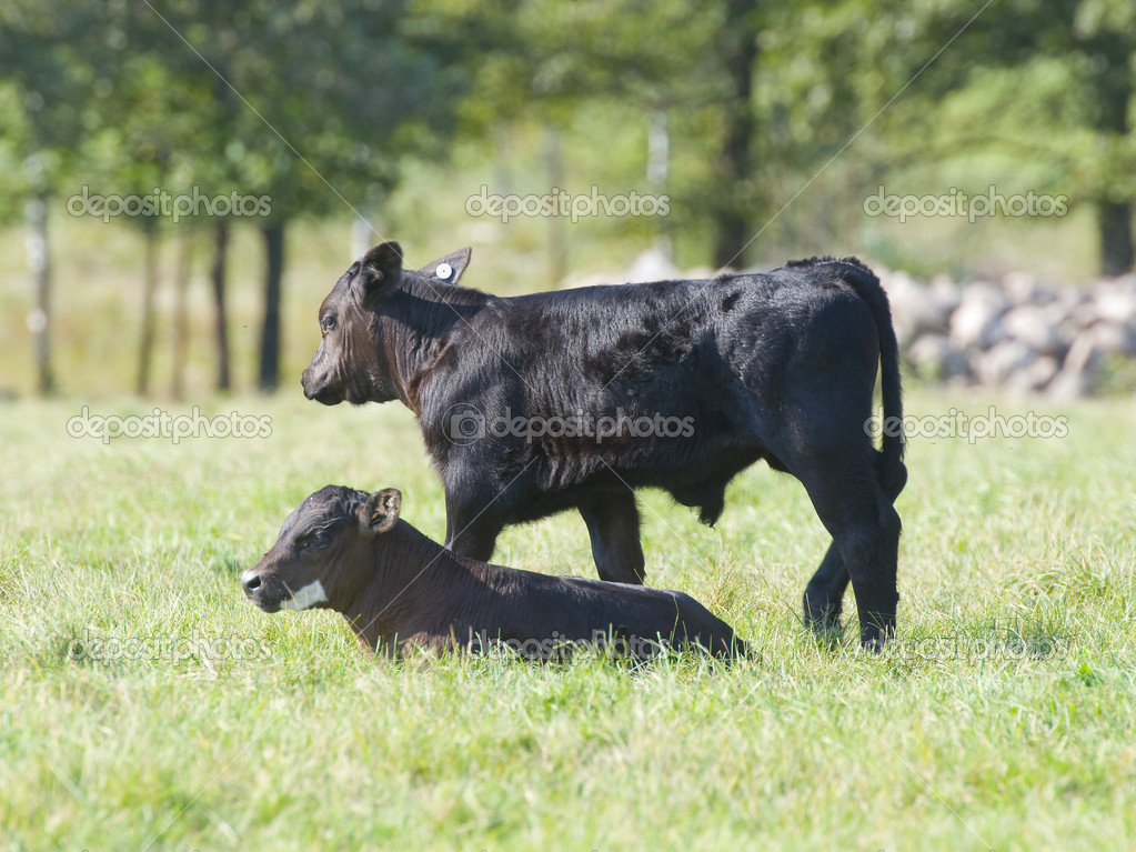 Beef Calves — Stock Photo © schlag 12468762