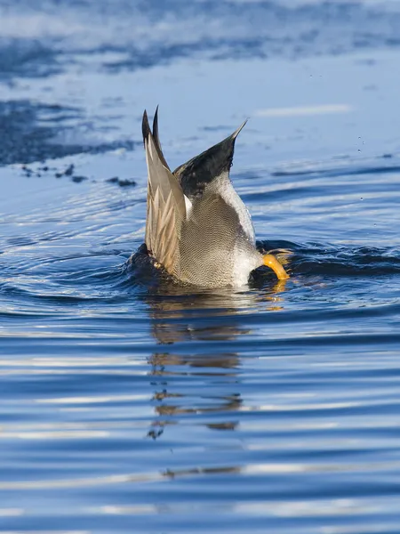 Feeding Duck — Stock Photo, Image