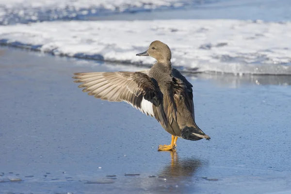 Ente mit Flügeln raus — Stockfoto