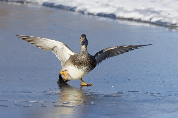 Gadwall Slipping on ice — Stock Photo, Image