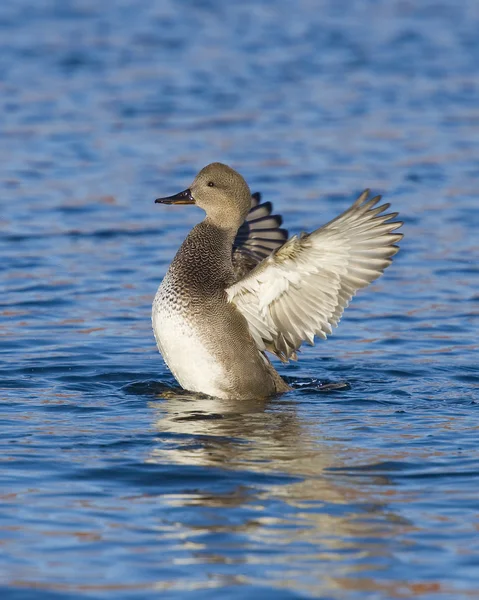 Drake ánade friso — Foto de Stock