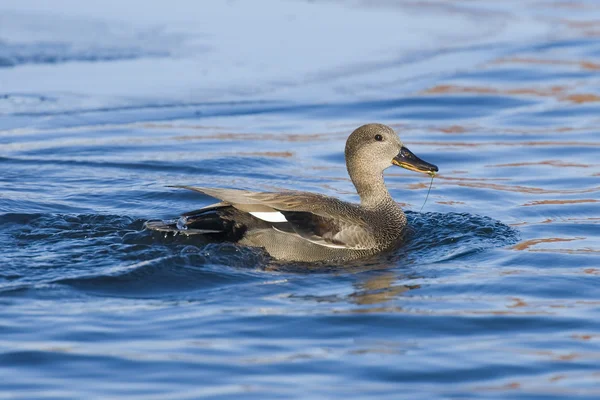 Drake ánade friso — Foto de Stock