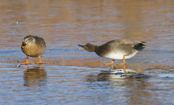 Gadwall e Mallard — Fotografia de Stock