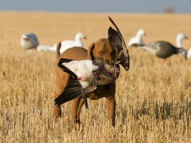 Dog with a goose clipart