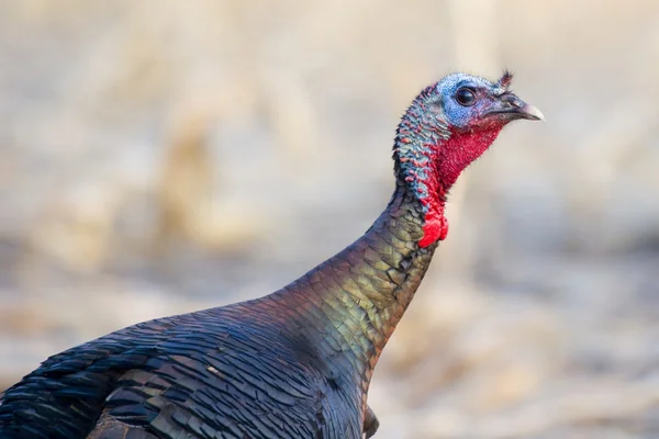 Wild turkey — Stockfoto