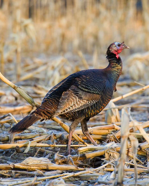 Młodym wild turkey — Zdjęcie stockowe