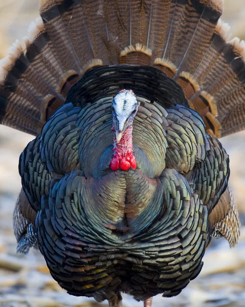 Empavonada wild turkey — Fotografia de Stock