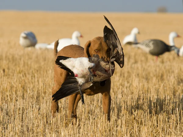 狗与一只鹅 — 图库照片