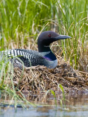 Nesting Loon clipart