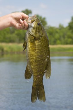 Smallmouth bas
