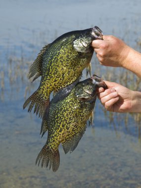 siyah crappies