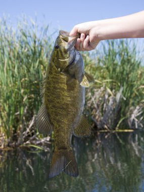 Smallmouth bas