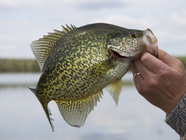 siyah crappie