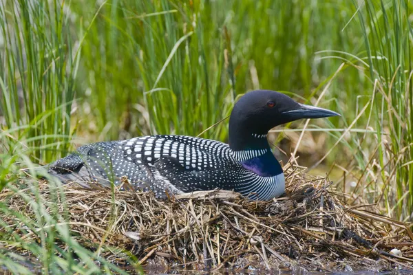 Häckande gemensamma loon — Stockfoto