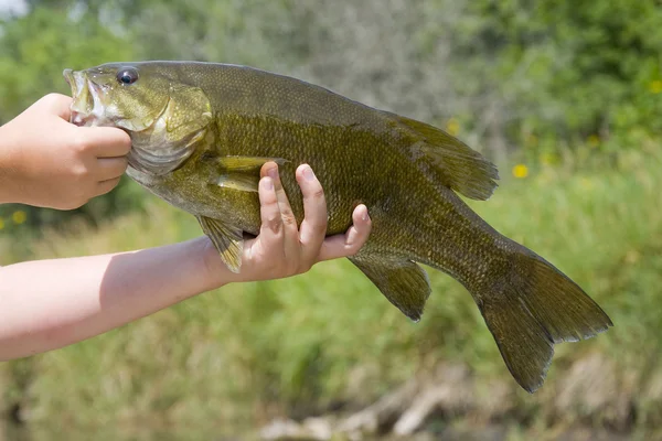 Smallmouth Bass — Stockfoto