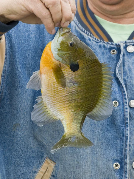 Giant Sunfish — Stock Photo, Image