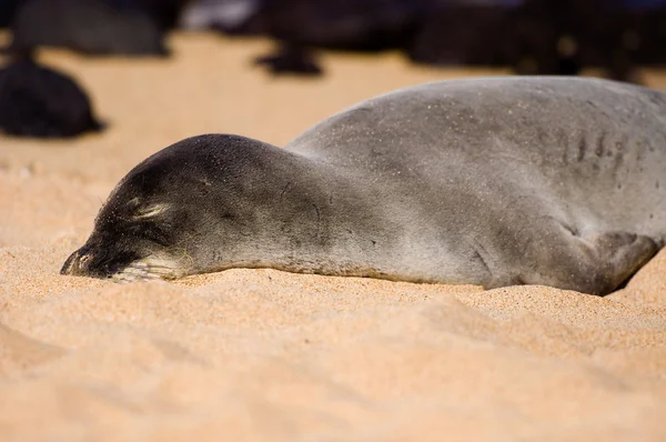 Sleeping Monk Seal — Stock Photo, Image