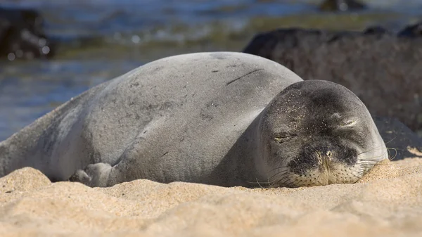 Monk Seal — Stock Photo, Image