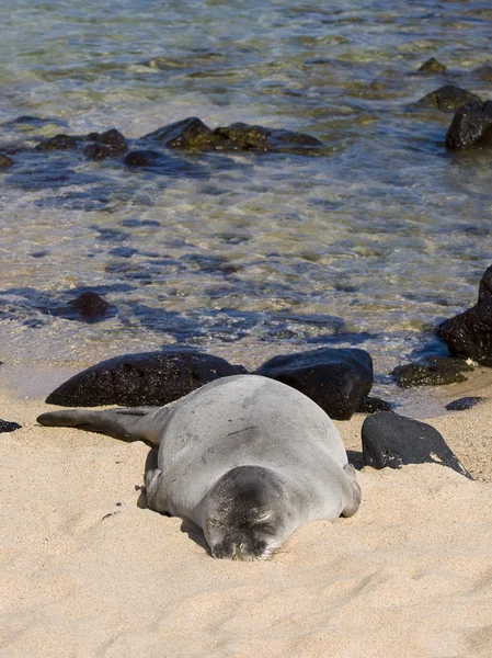 Monk Seal — Stock Photo, Image