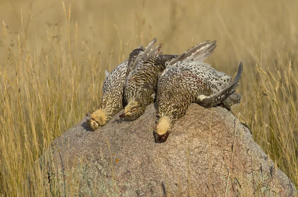 Limite di Grouse — Foto Stock