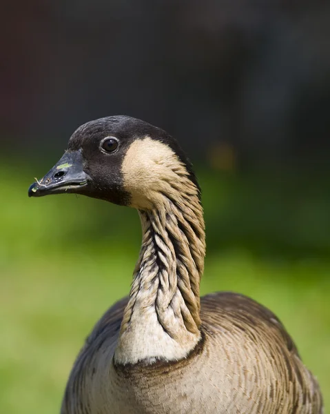 Hawaiian Goose — Stock Photo, Image