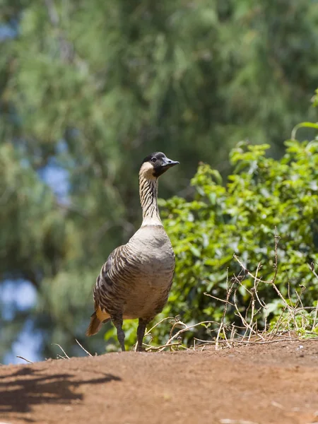 Nene Gans steht hoch — Stockfoto