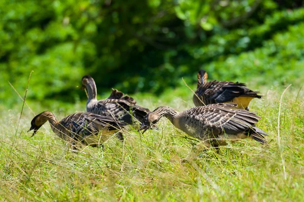 Gänse füttern — Stockfoto