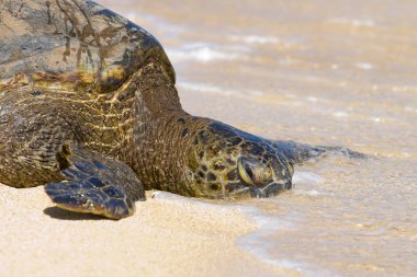 suda turtle