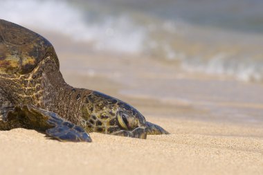 Kaplumbağa dinlenme