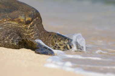 deniz kaplumbağası