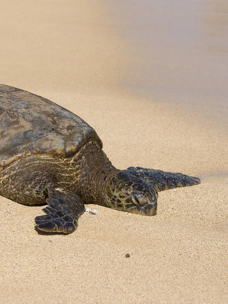 Sleeping Turtle — Stock Photo, Image