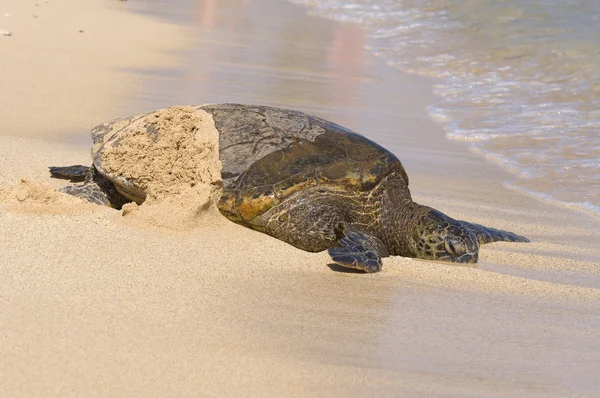 Sea Turtle — Stock Photo, Image