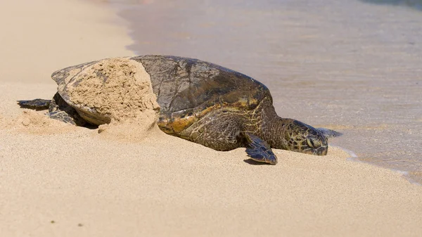 Sleeping Turtle — Stock Photo, Image