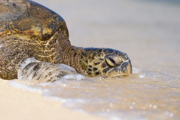 Trutle in the Surf — Stock Photo, Image