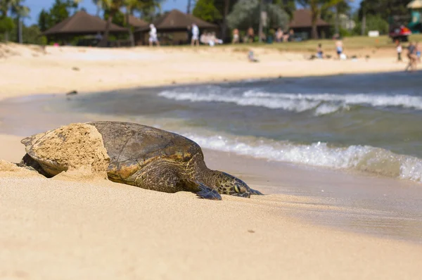 Turtle on the beach — Stock Photo, Image