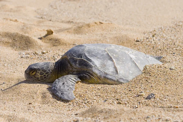 Sleeping Turtle — Stock Photo, Image