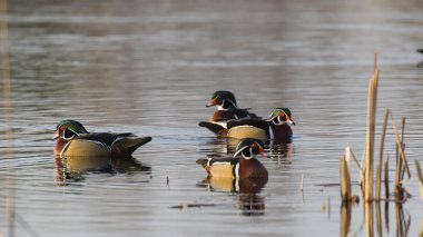 Drake ahşap ördekler