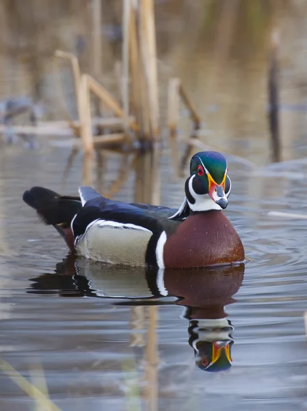 Drake Wood Duck — Stock fotografie