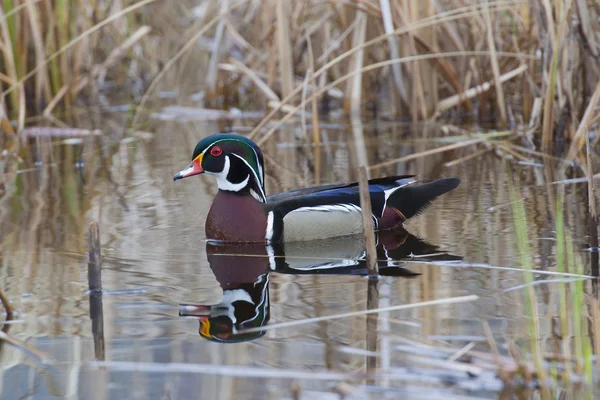 Drake trä anka — Stockfoto