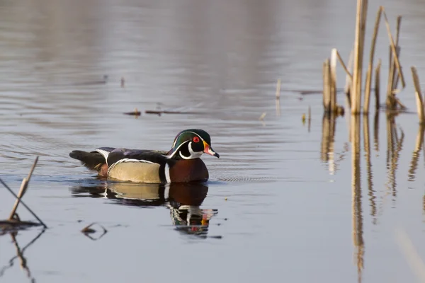 Trä anka — Stockfoto