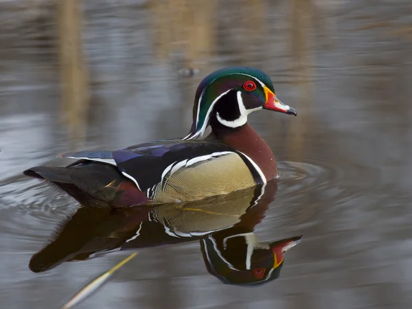 Drake hout duck — Stockfoto