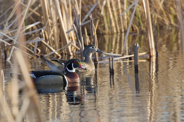 Hout duck paar — Stockfoto