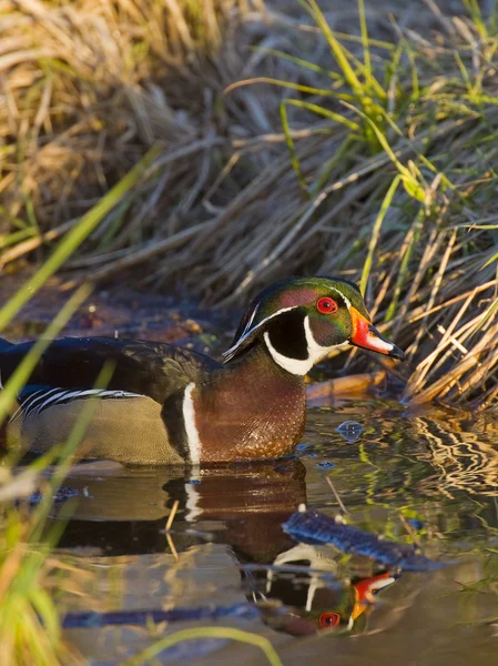 Smyga trä anka — Stockfoto