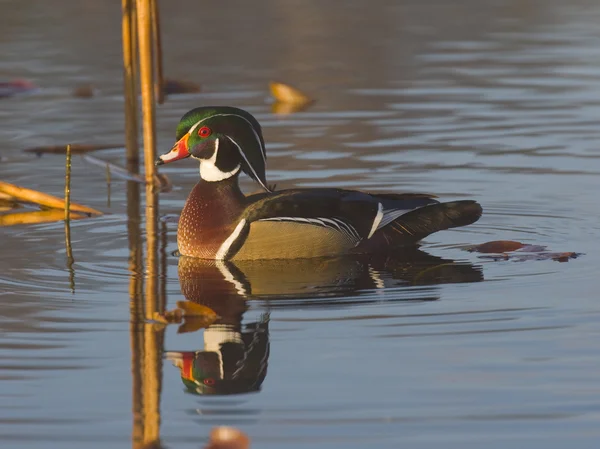 Trä anka — Stockfoto