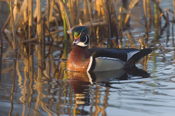 Wood Duck — Stock Photo, Image