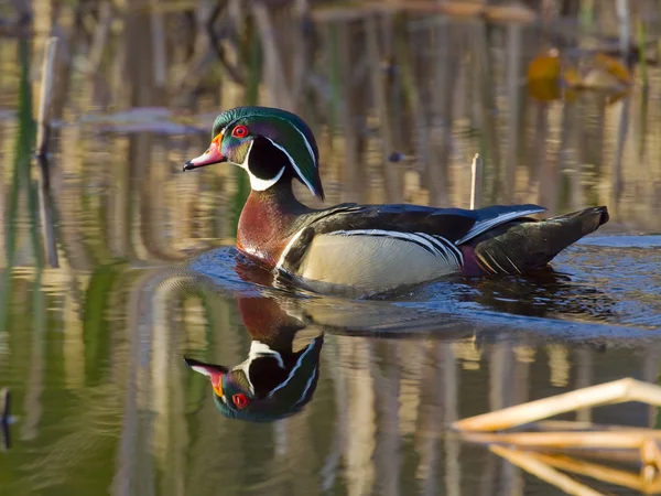 Hout duck — Stockfoto