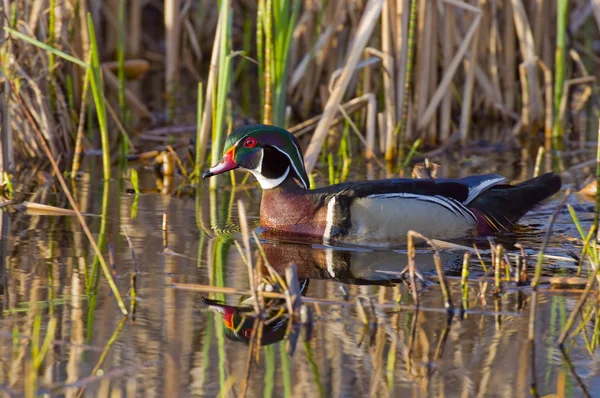 Drake trä anka — Stockfoto