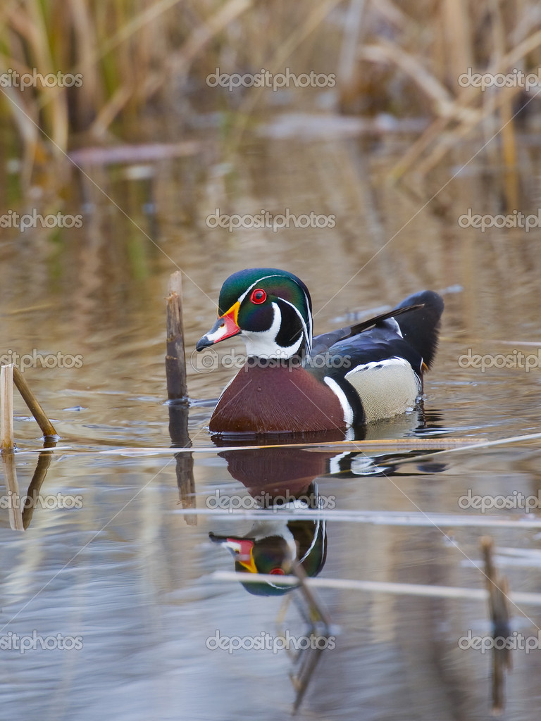 Duck in cattails Stock Photo by ©schlag 12623613
