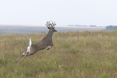 Kupa whitetail geyik