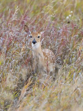 Whitetail Geyik